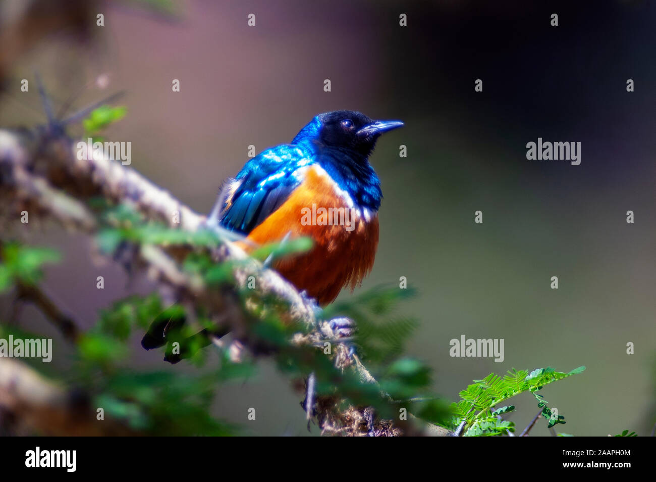 Le superbe starling est un petit oiseau, mais distinctive métalliques avec les verts et les bleus sur sa poitrine, le dos et les ailes, le lac Naivasha, Kenya Banque D'Images