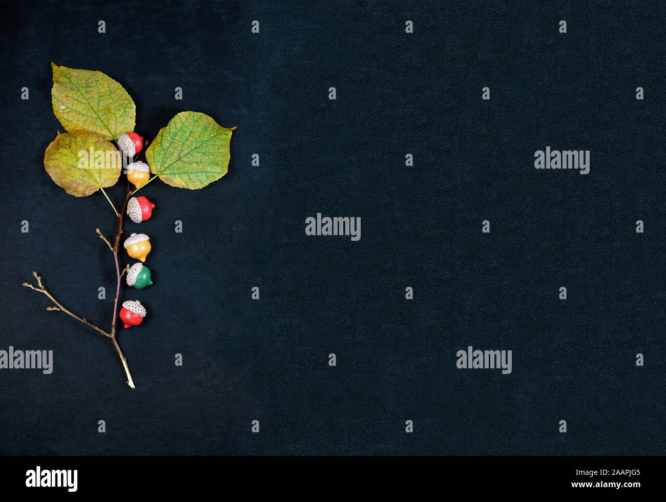 Les glands colorés sur la branche Banque D'Images