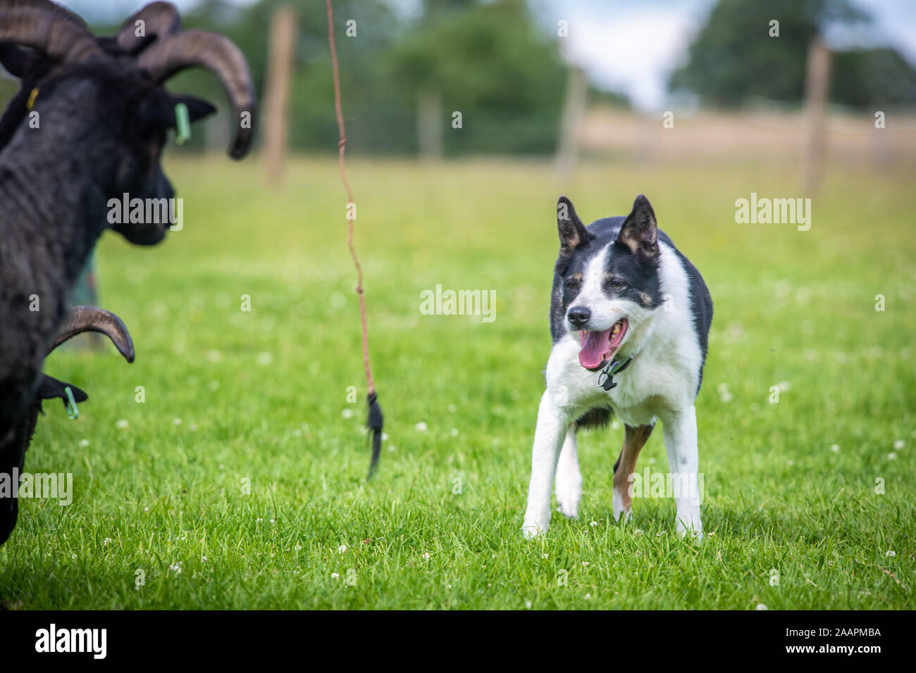 Border Collie veillant sur le troupeau , Bingley, Yorkshire, UK Banque D'Images