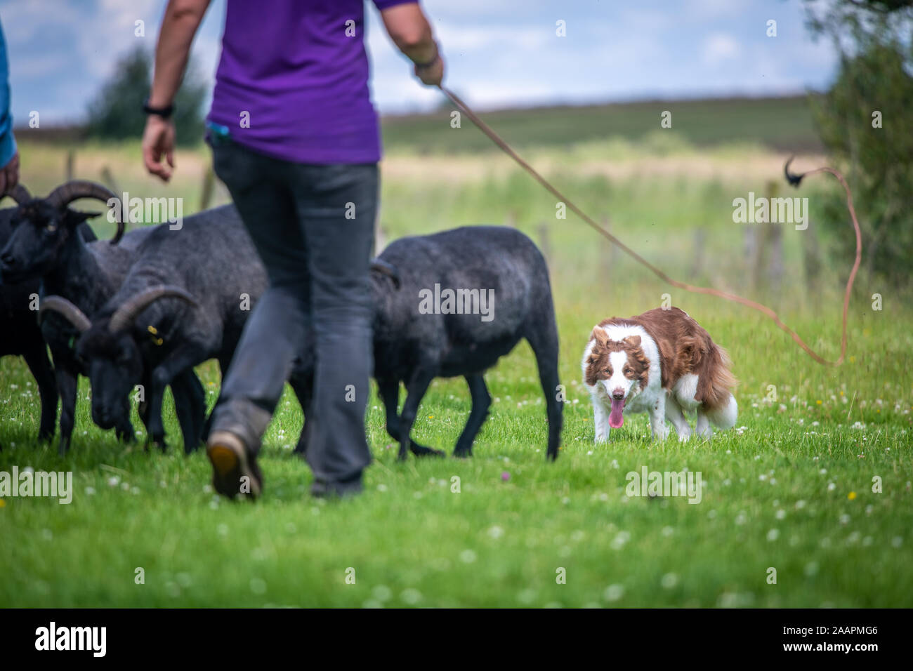 Suivant le troupeau Border Collie , Bingley, Yorkshire, UK Banque D'Images