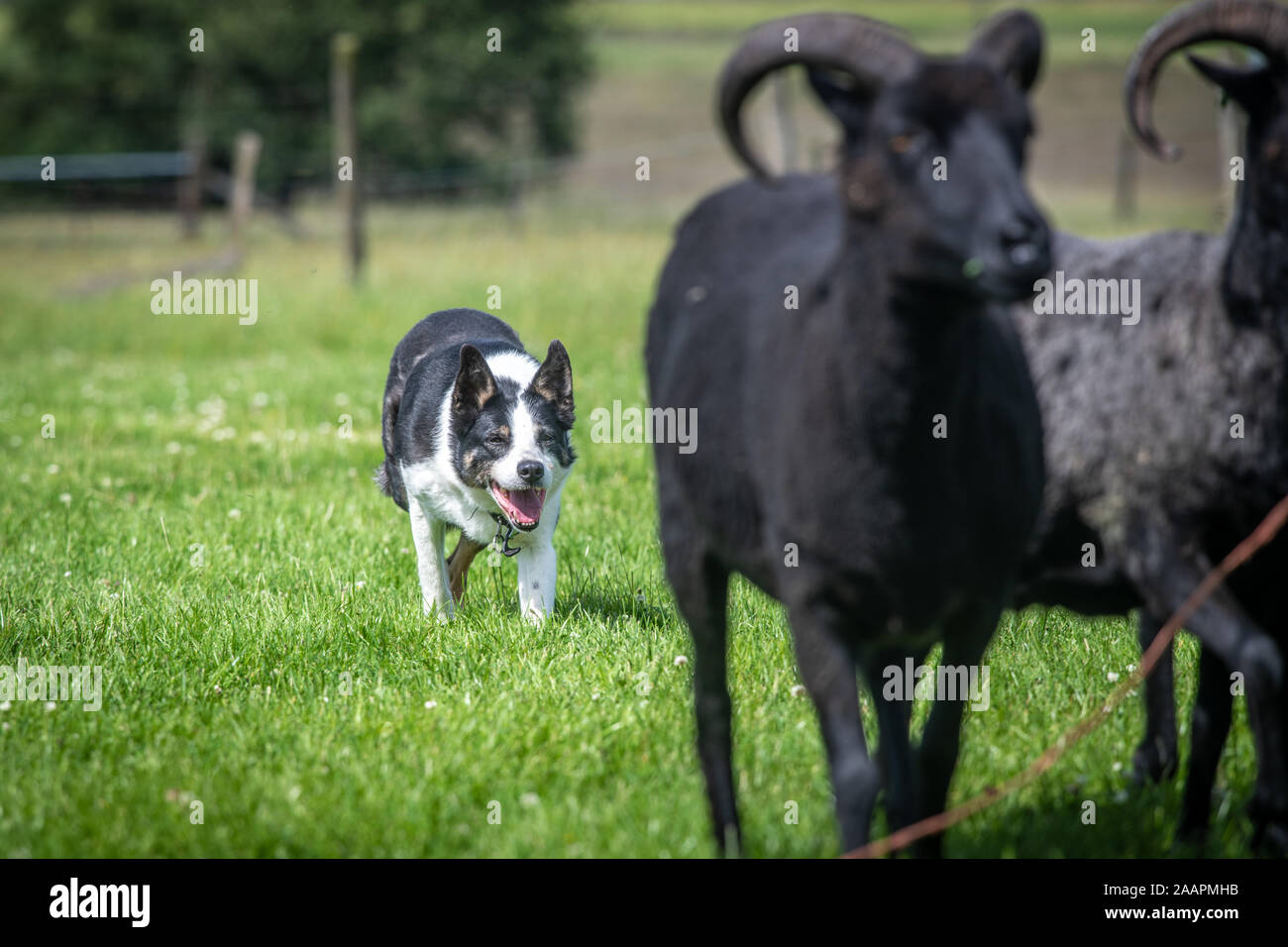 Suivant le troupeau Border Collie , Bingley, Yorkshire, UK Banque D'Images