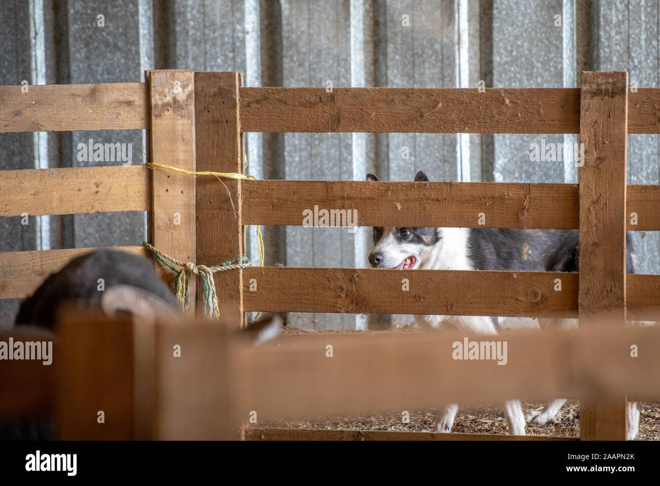 Border Collie attend patiemment pour commencer la formation , des Bingley, Yorkshire, UK Banque D'Images