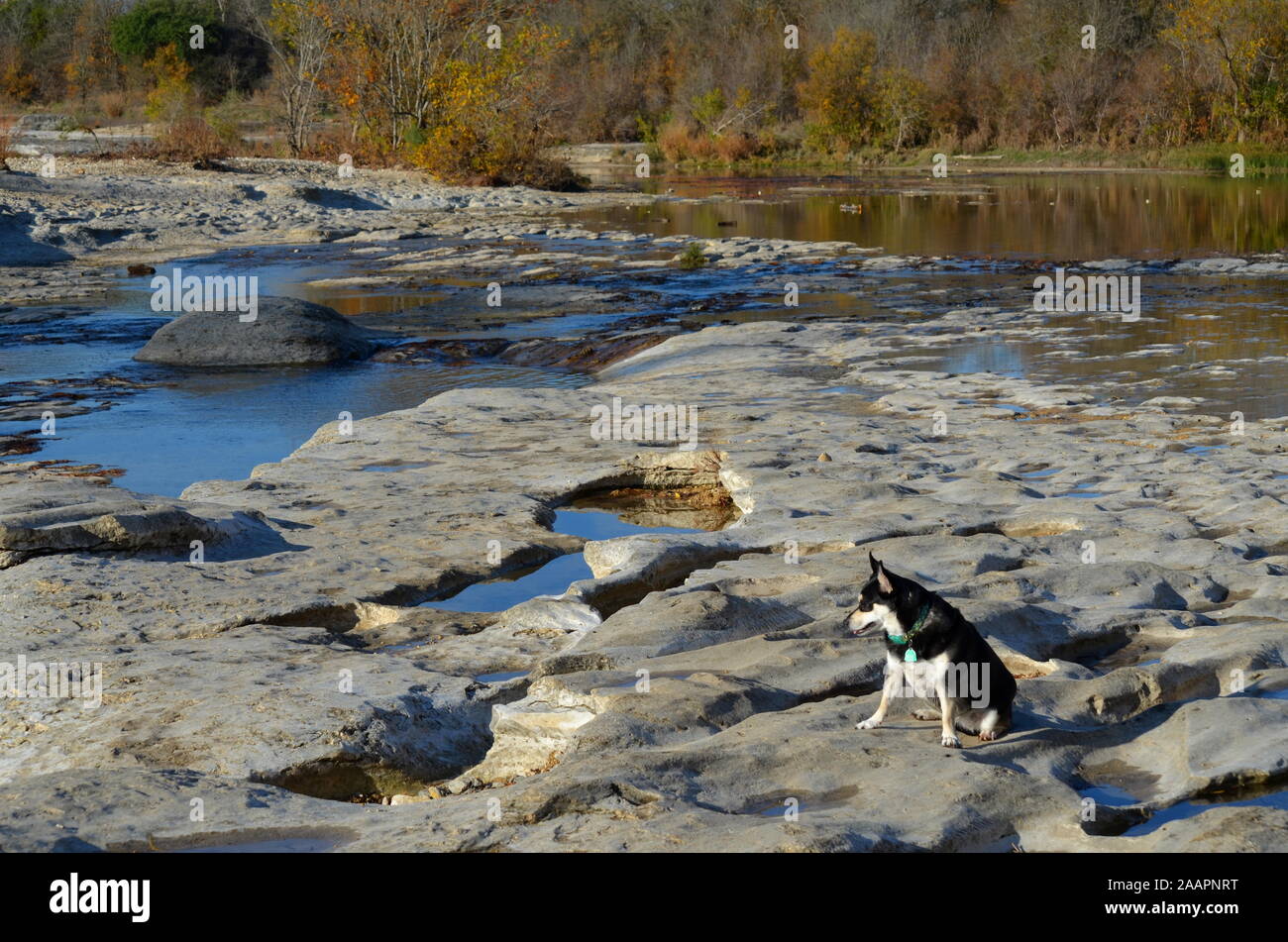 Rivière, le husky-mutt, à McKinney Falls, juste à l'extérieur d'Austin, Texas. Banque D'Images
