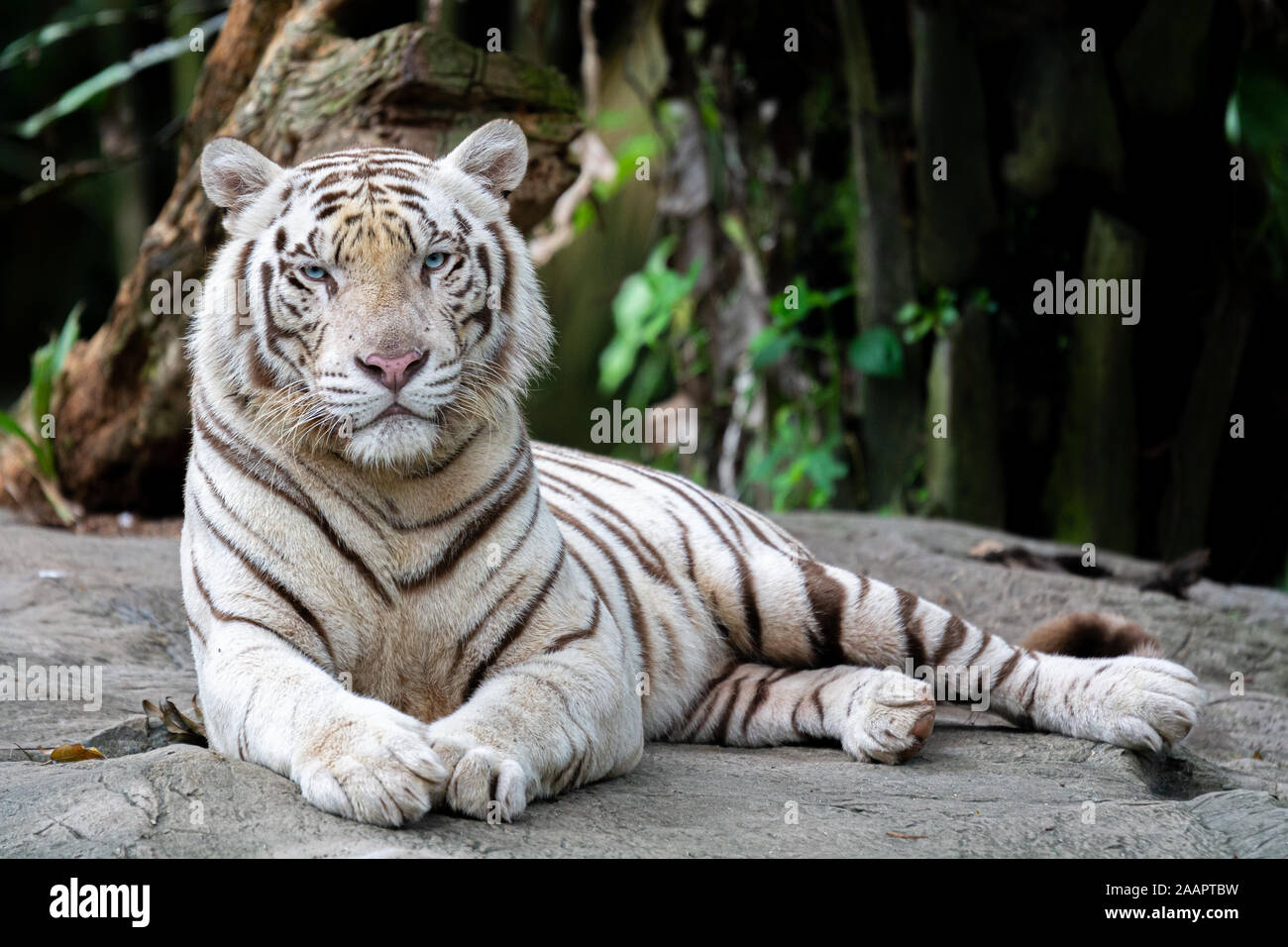 Tigre blanc - Portrait - alimentation Banque D'Images