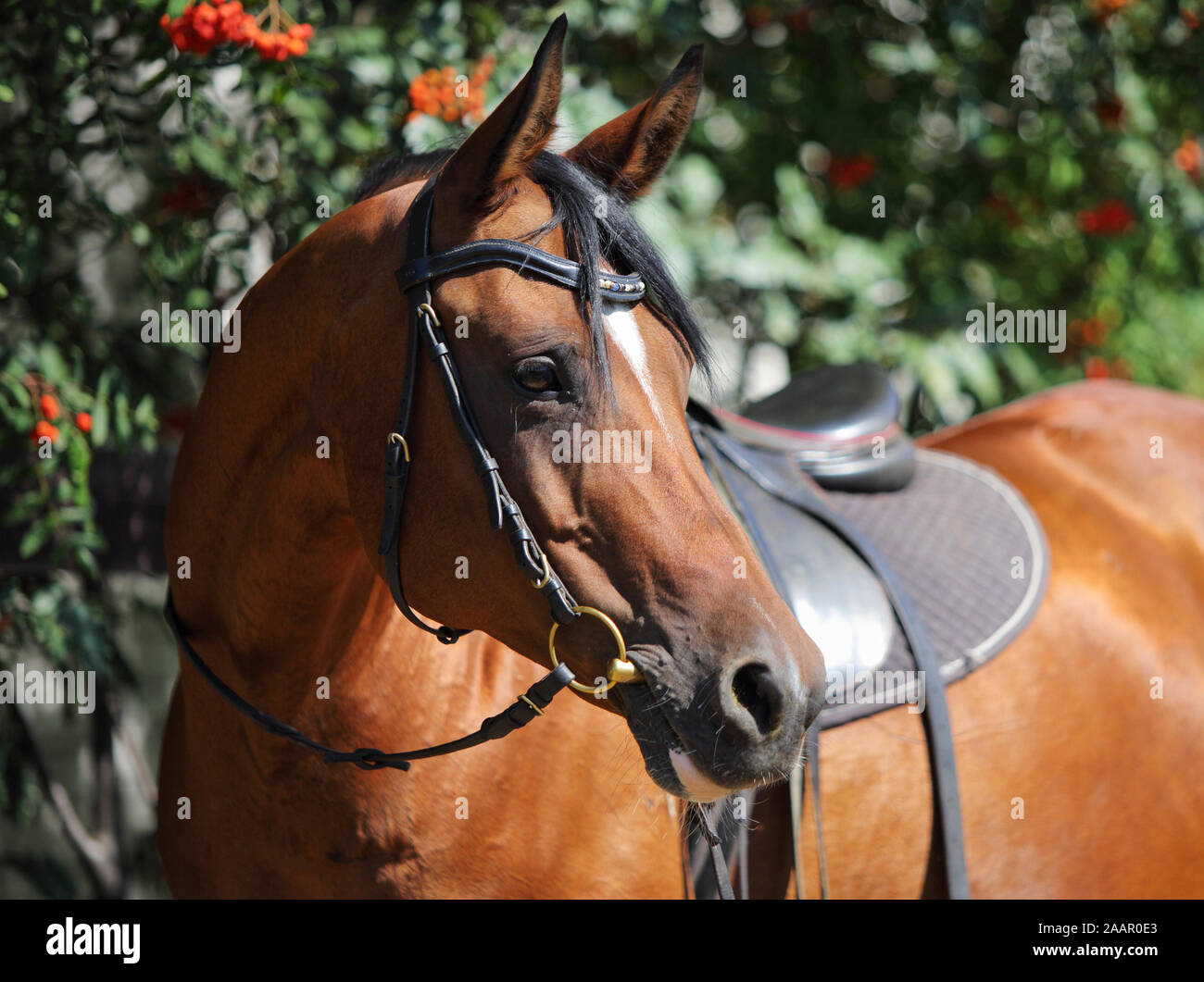 Portrait cheval arabe Bay dans la nature buissons verts contexte Banque D'Images