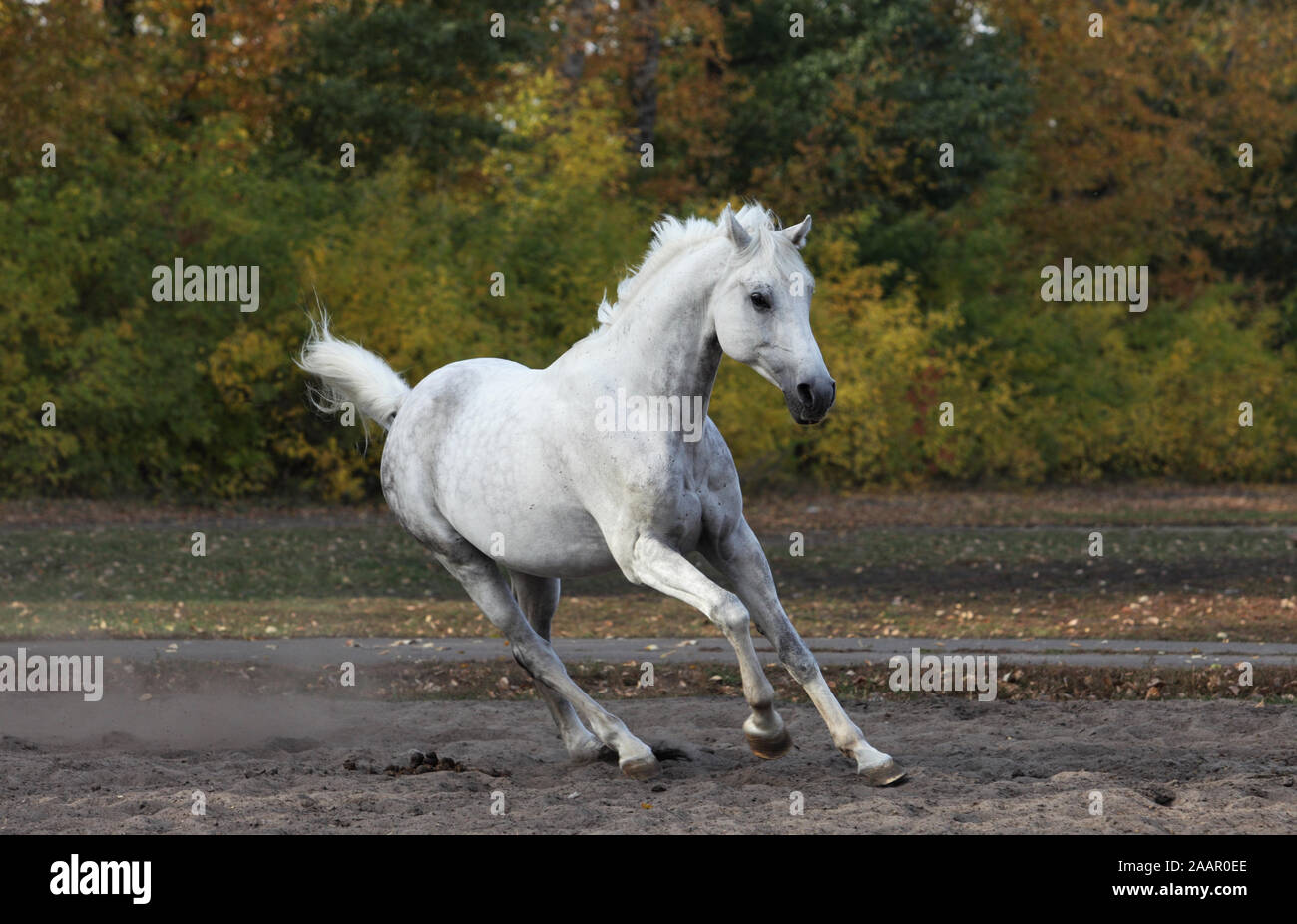 Cheval Arabe blanc galopant sur l'automne - paddock Banque D'Images