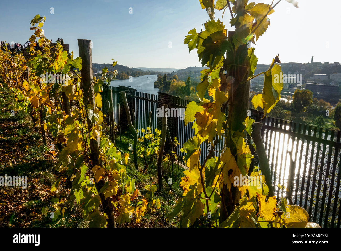 Petits vignobles en automne Vysehrad Prague République Tchèque Europe vignoble rivière Banque D'Images