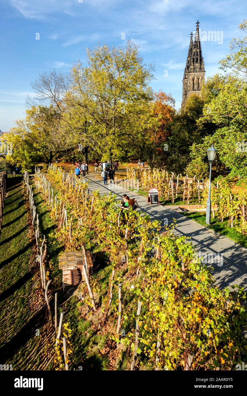 Petits vignobles en automne Vysehrad Prague République tchèque Europe vignoble route Prague vignobles Banque D'Images