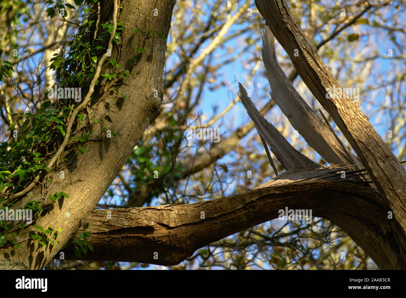 Dramatique britannique branche cassée sur un arbre dans la forêt avec un fond de ciel bleu et vert lierre grimpant sur le tronc de l'arbre. Banque D'Images