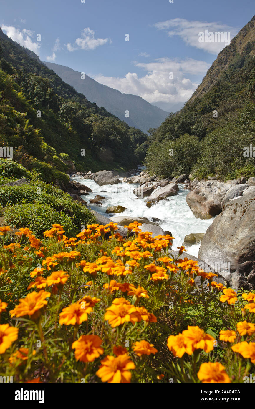 Feuillage et fleurs sur la vallée en arrière-plan Banque D'Images