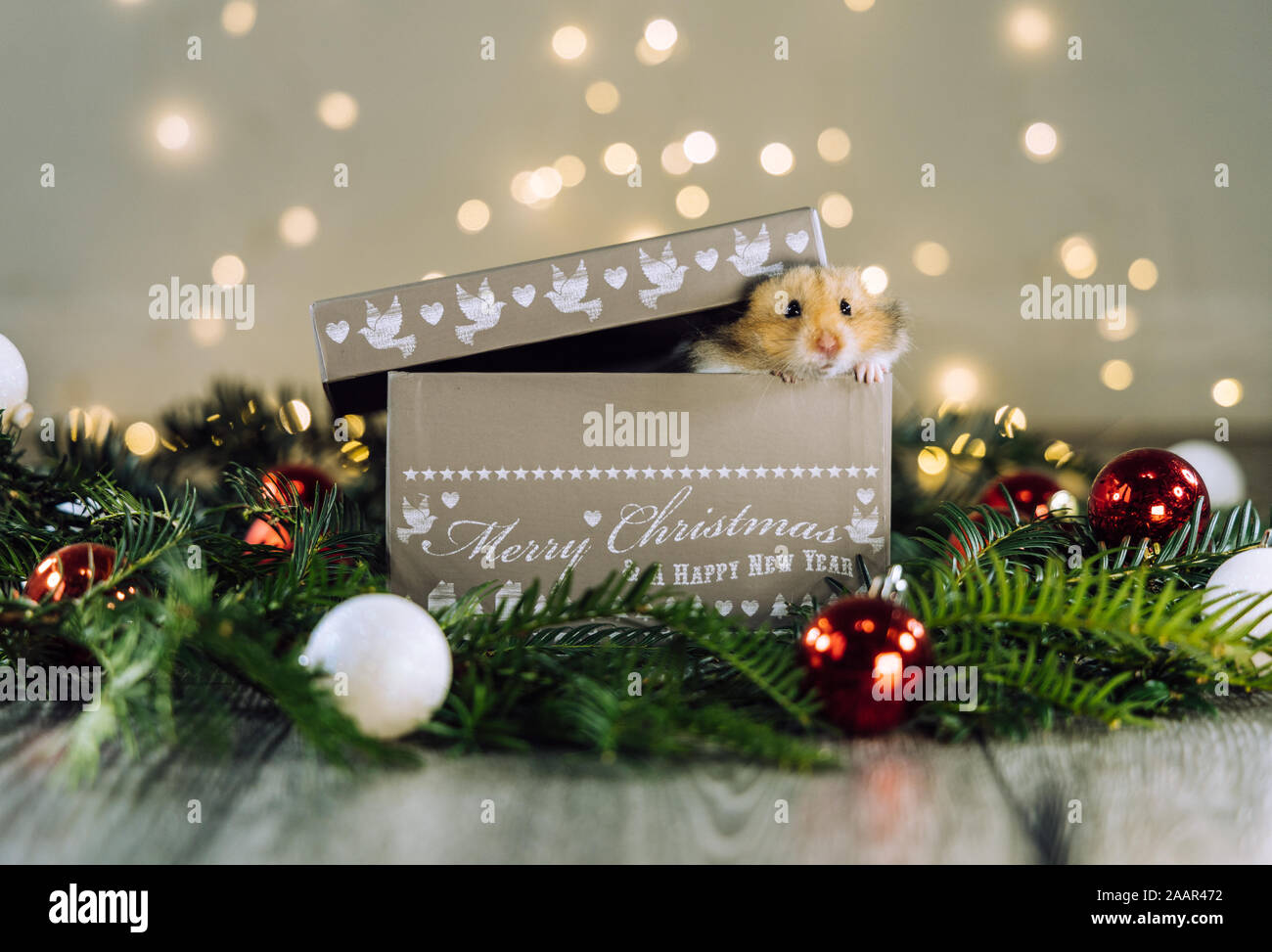 Un mignon petit hamster animaux poussant la tête en dehors d'un cadeau de Noël fort qui est assis sur les branches d'arbres de Noël et des décorations dans la photographie d'animaux de fête Banque D'Images