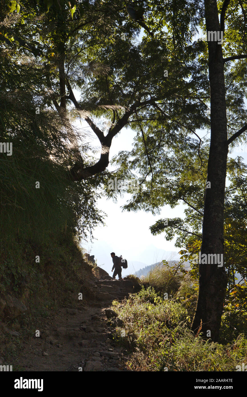 Silhouette of man randonnées entouré d'arbres Banque D'Images