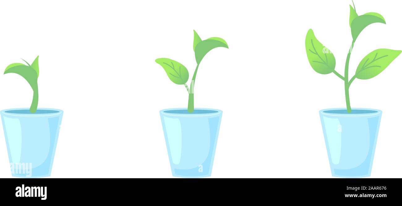 Définir trois plantes en pot. Accueil jardinage éléments de conception. Phases de croissance. Infographie - la croissance et l'évolution concept. Vector illustration par Vue de face sur fond blanc isolé. Illustration de Vecteur