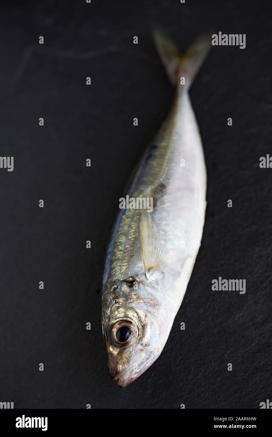 Un exemple d'un Scad, ou le chinchard, qui a été pris et de pêche bateau photograped sur fond sombre. Scad sont les poissons gras et une source d'Oméga 3 Banque D'Images