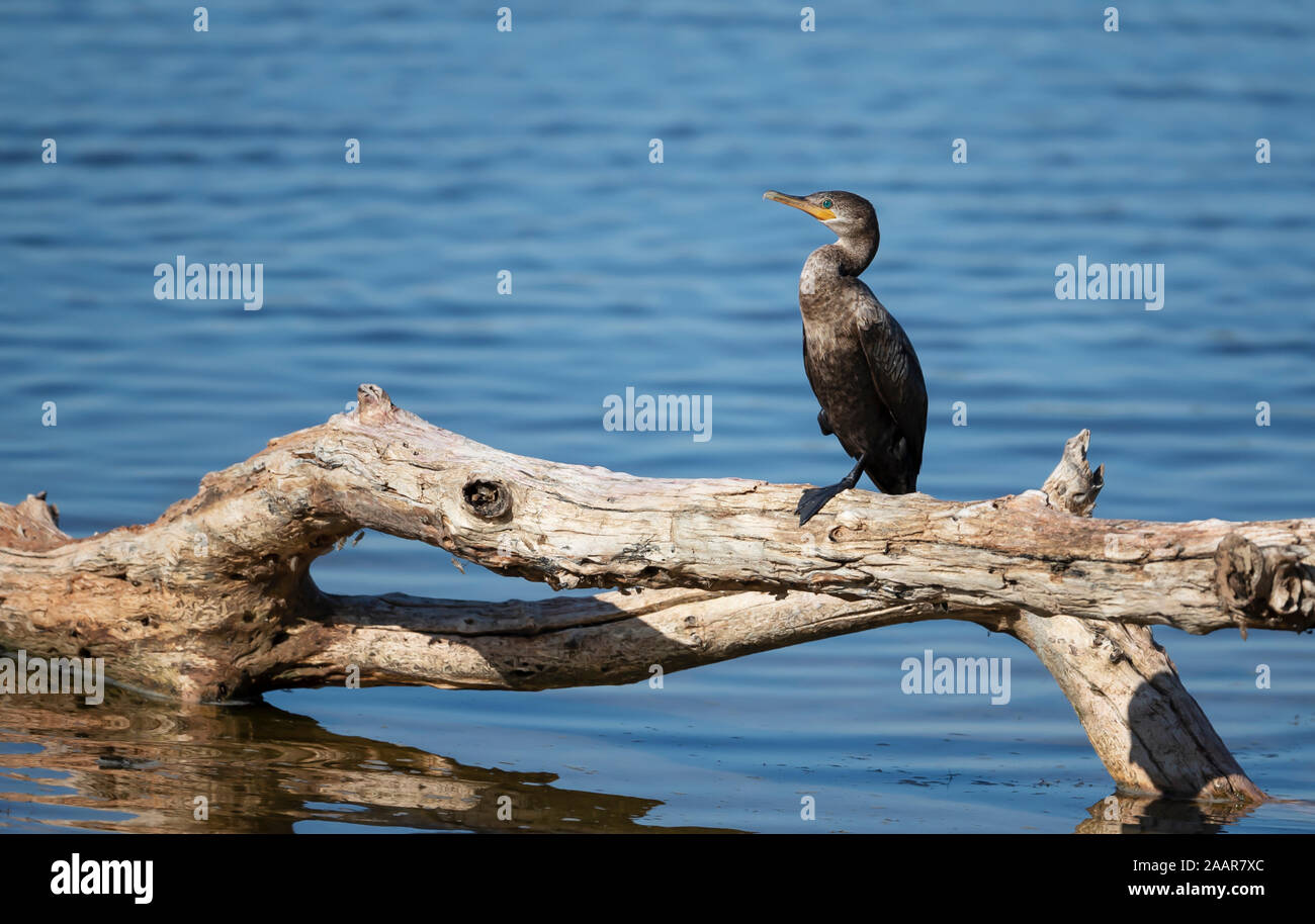Cormoran vigua (Phalacrocorax brasilianus) perché sur un arbre tombé, Sud Pantanal, Brésil. Banque D'Images