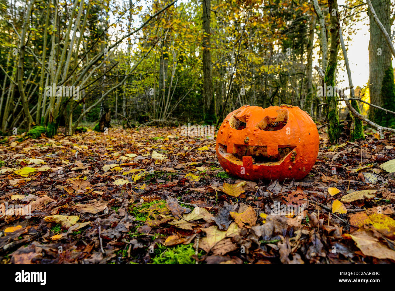 Citrouille Halloween : un jack-o'-lantern citrouille sculptée. Arrière-plan de l'Halloween. Pumpkin a été laissé dans les bois pour l'alimentation animale et de compost naturellement. Banque D'Images