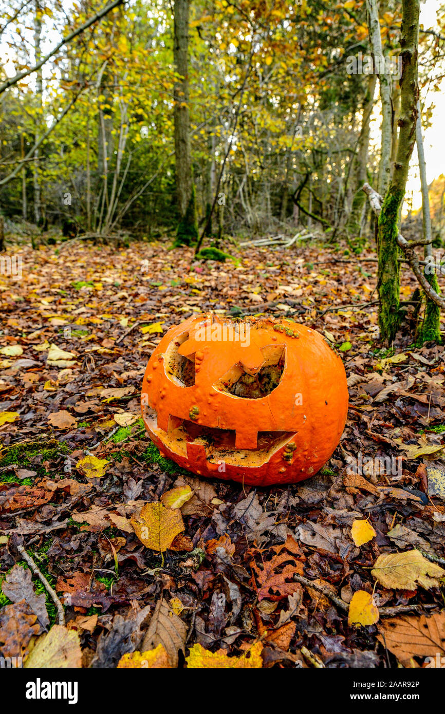 Citrouille Halloween : un jack-o'-lantern citrouille sculptée. Arrière-plan de l'Halloween. Pumpkin a été laissé dans les bois pour l'alimentation animale et de compost naturellement. Banque D'Images