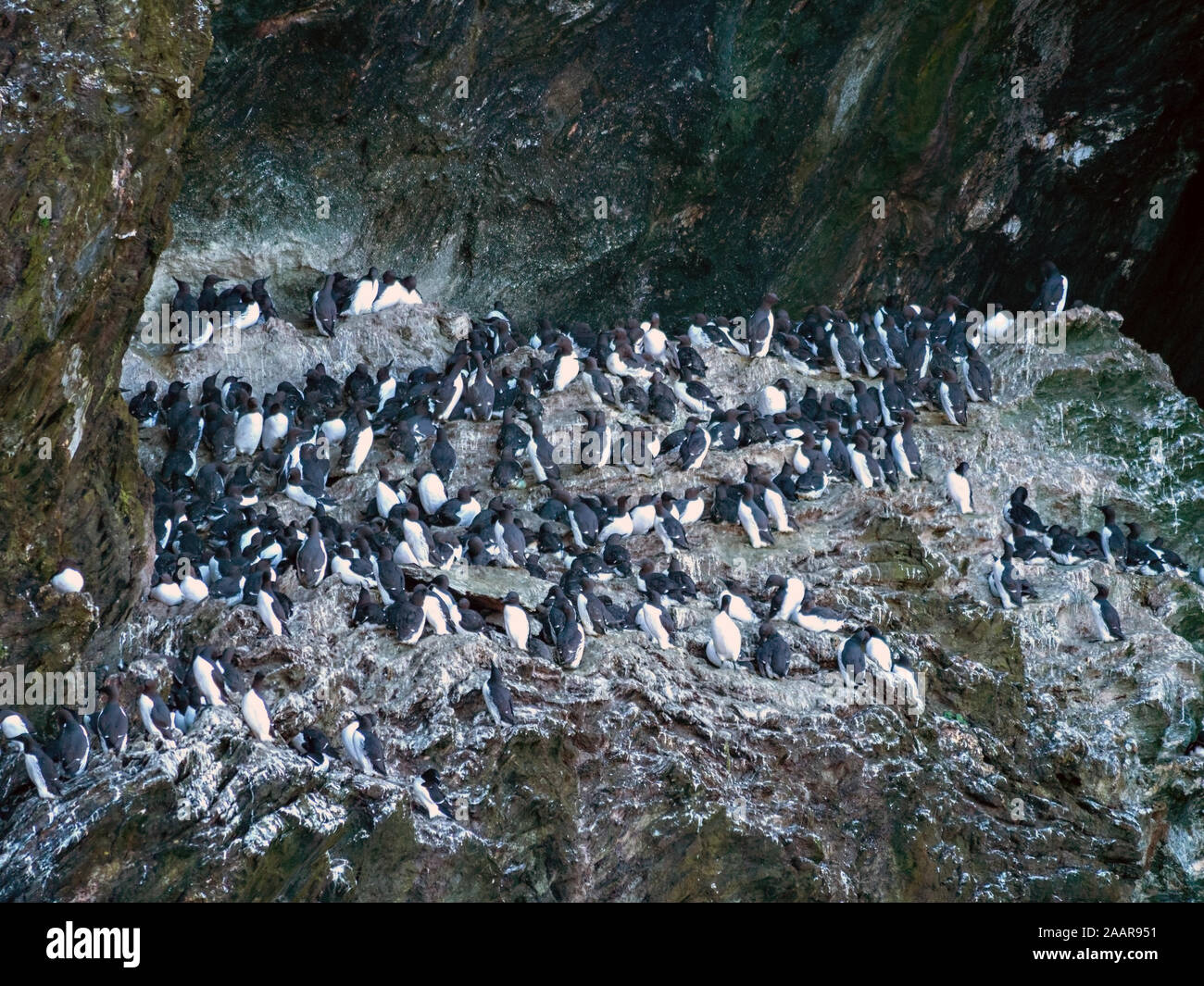 Les Guillemots communs ( Uria aalge ) colonie d'oiseaux de paradis du porc, à l'île de Colonsay, Ecosse, Royaume-Uni Banque D'Images