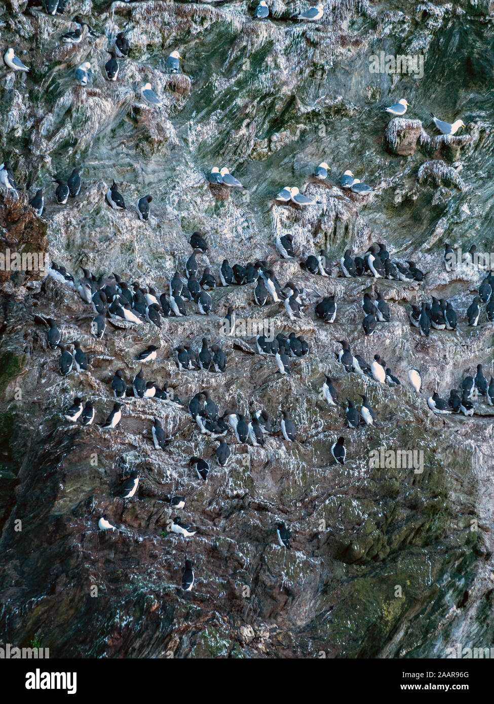 Petit pingouin et guillemot commun, les colonies de mouettes qui nichent dans les falaises à oiseaux de paradis du porc,à l'île de Colonsay, Ecosse, Royaume-Uni Banque D'Images