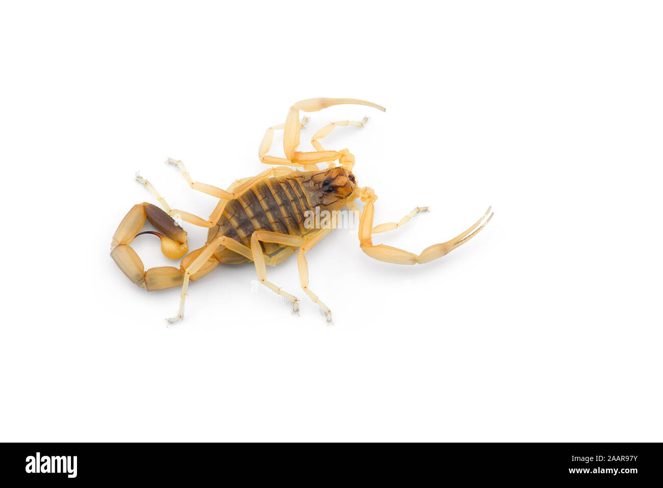Le venin de scorpion africain isolé sur fond blanc Banque D'Images