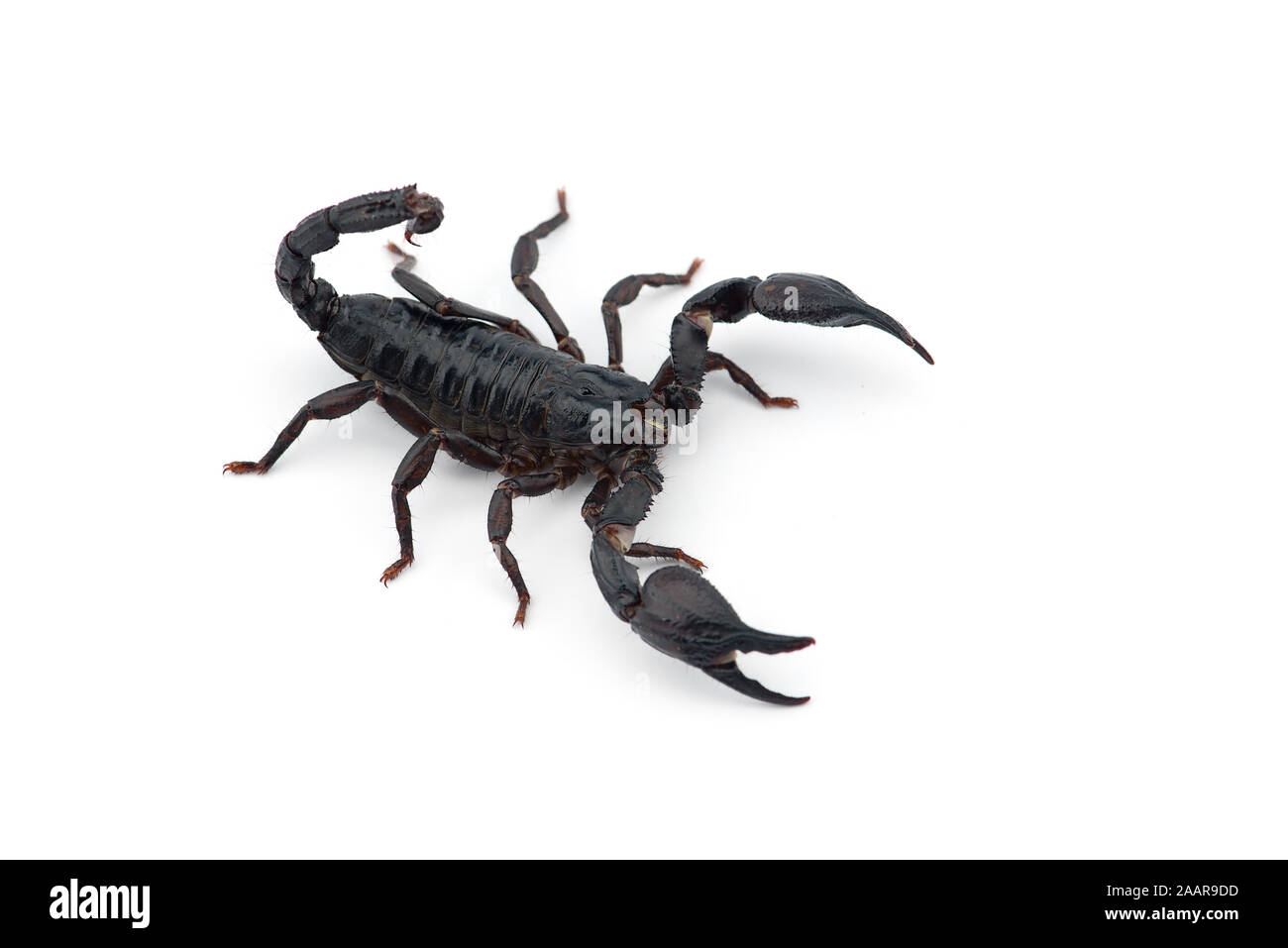 Le venin de scorpion africain isolé sur fond blanc Banque D'Images