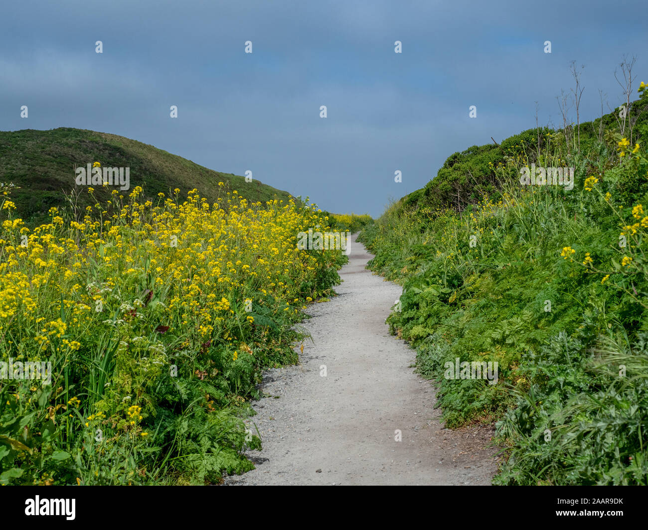 Kehoe Beach trail à l'océan au printemps à Point Reyes National Seashore, comté de Marin, USA, avec beaucoup de fleurs, un plant de moutarde invasi Banque D'Images