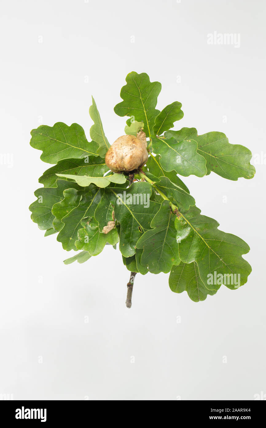 Un exemple d'un chêne Apple qui est causé par le gall wasp Biorhiza pallida. Dorset England UK GO Banque D'Images