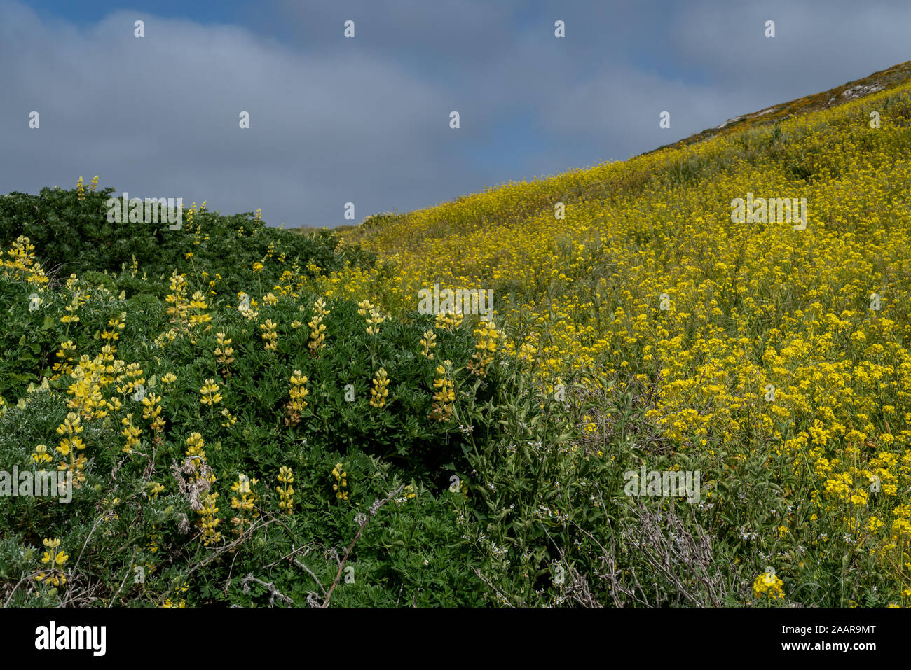 Kehoe Beach région au printemps à Point Reyes National Seashore, comté de Marin, USA, avec domaine couvert avec de la moutarde super bloom, un pla Banque D'Images