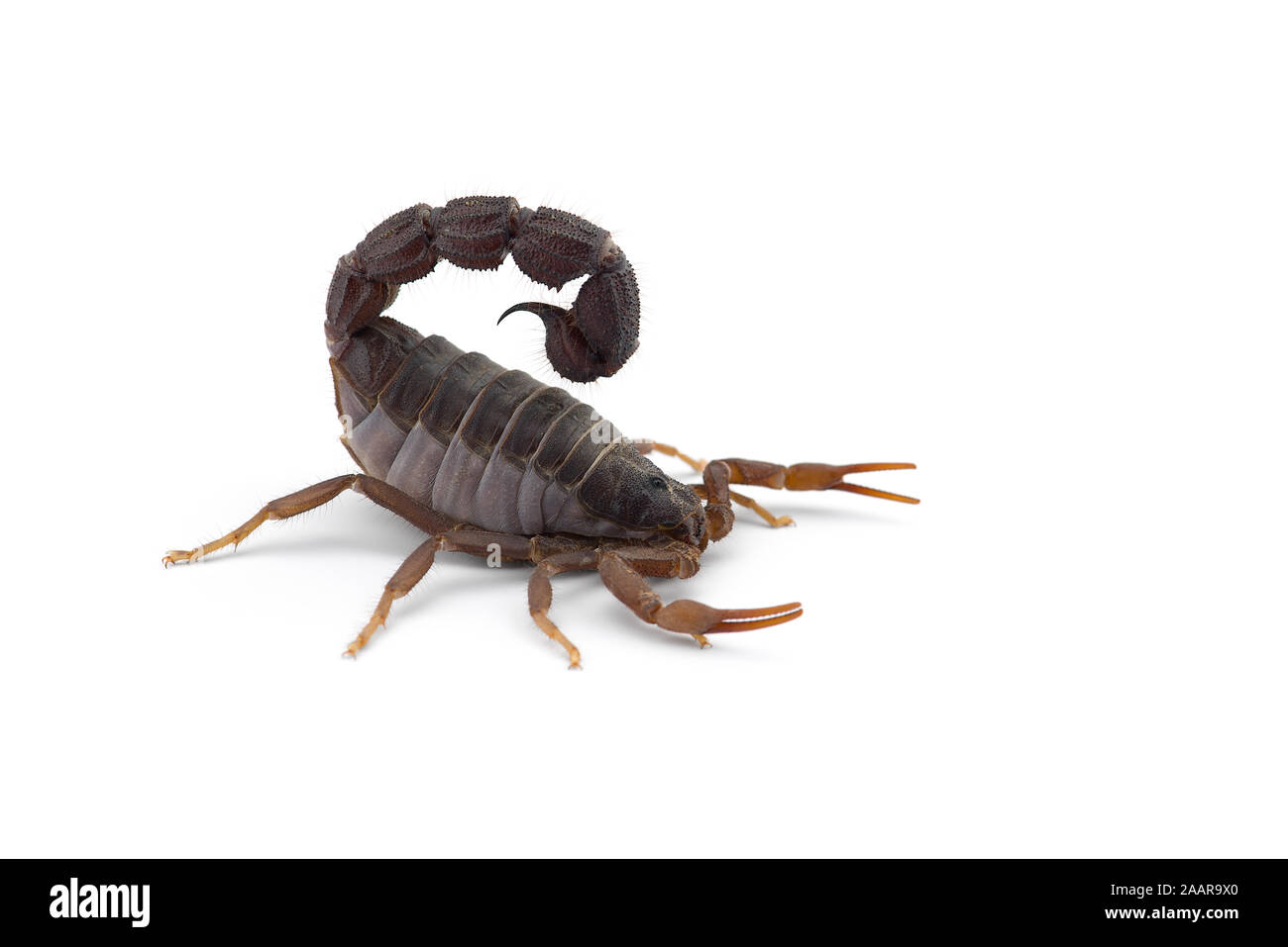 Le venin de scorpion africain isolé sur fond blanc Banque D'Images