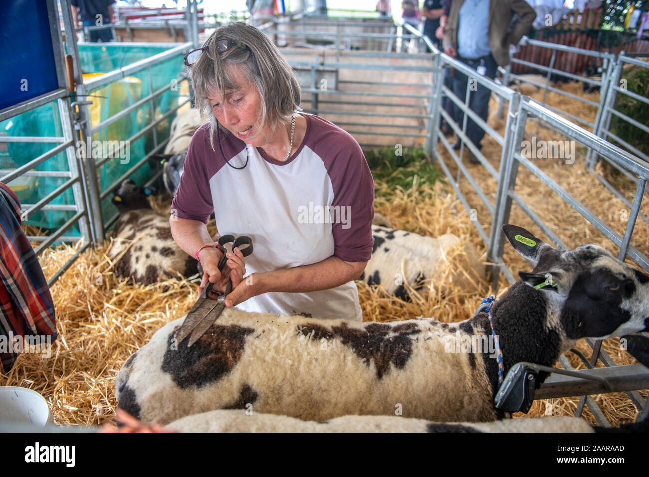 Une femme et un mouton mic's fleece au Great Yorkshire Show, Harrogate, Yorkshire, UK Banque D'Images