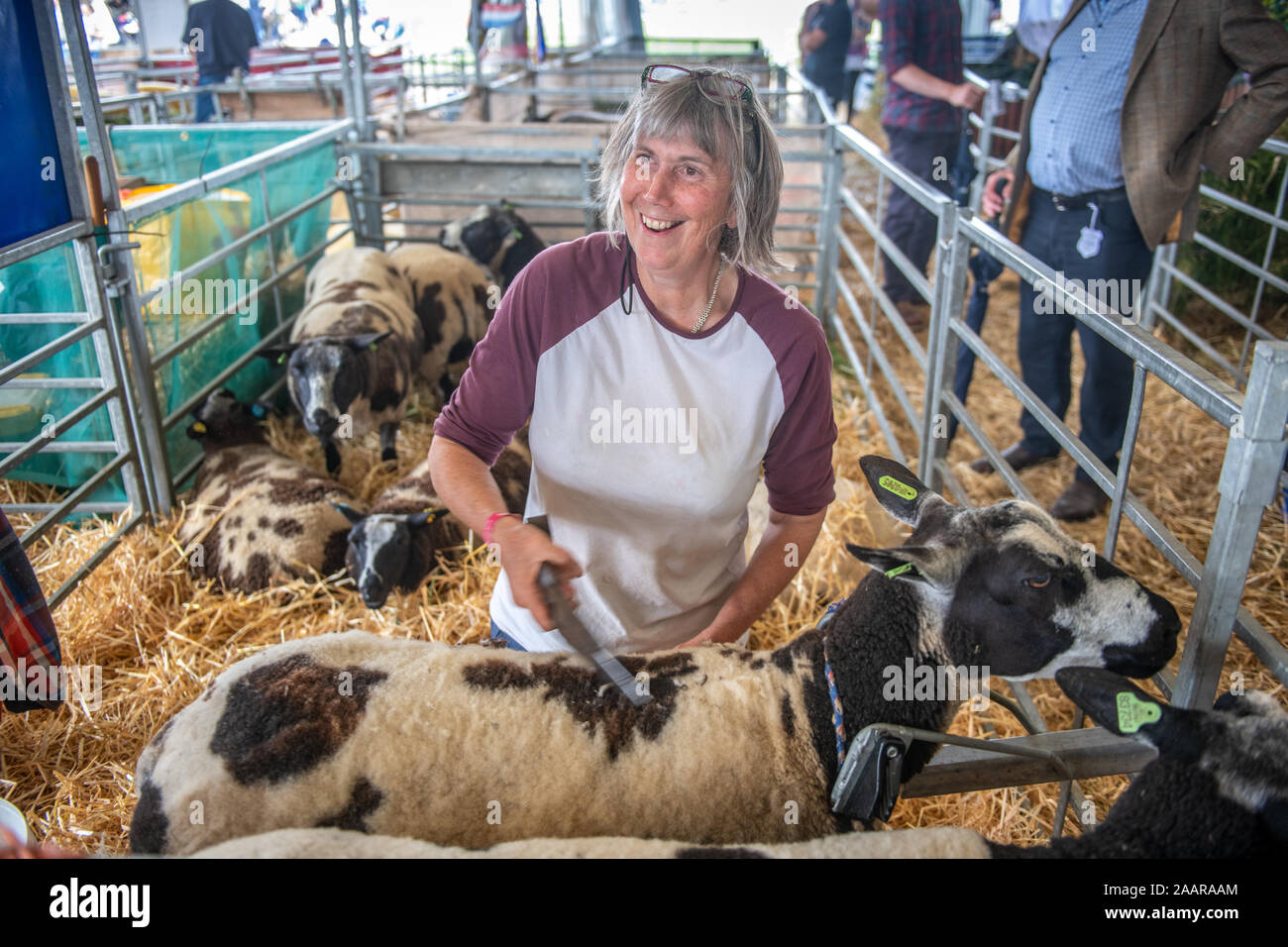 Une femme et un mouton mic's fleece au Great Yorkshire Show, Harrogate, Yorkshire, UK Banque D'Images