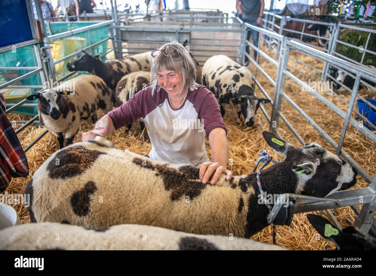 Une femme et un mouton mic's fleece au Great Yorkshire Show, Harrogate, Yorkshire, UK Banque D'Images