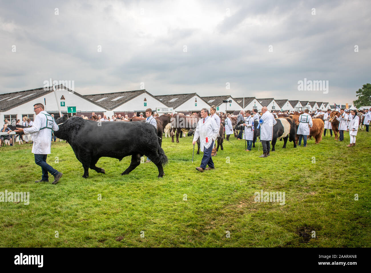 Différentes races de bovins sont posées autour du parc des expositions de la Grande Yorkshire Show avant de recevoir le jugement, Harrogate, Yorkshire, UK Banque D'Images