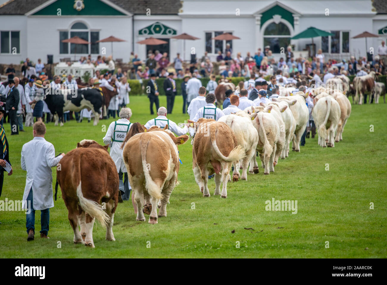 Différentes races de bovins sont posées autour du parc des expositions de la Grande Yorkshire Show avant de recevoir le jugement, Harrogate, Yorkshire, UK Banque D'Images