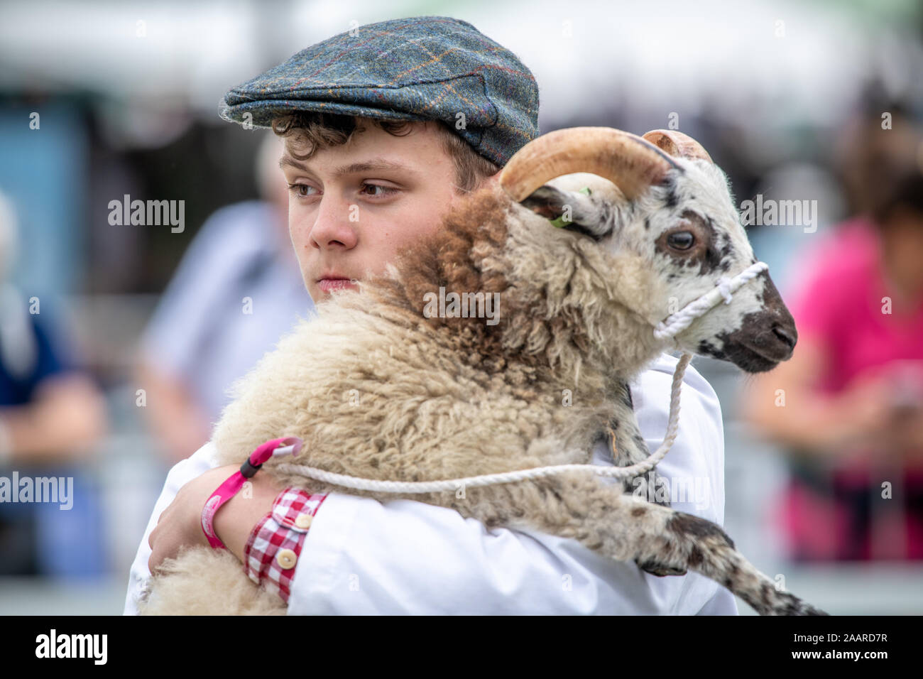 Un homme porte ses moutons adolescents, Grand Show Yorkshire, Harrogate, Yorkshire, UK Banque D'Images