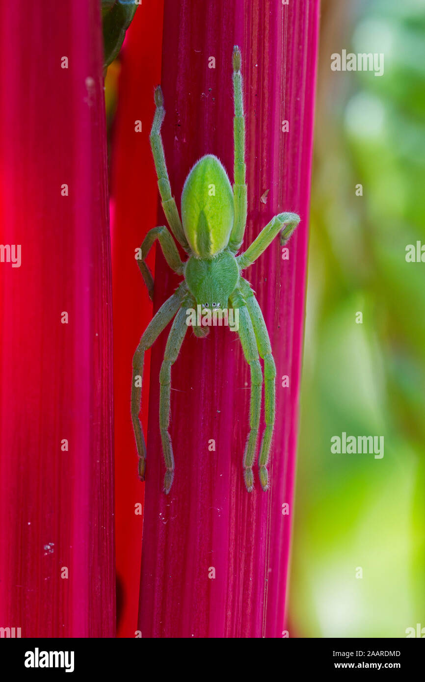 Grüne (Huschspinne Micrommata virescens) Banque D'Images