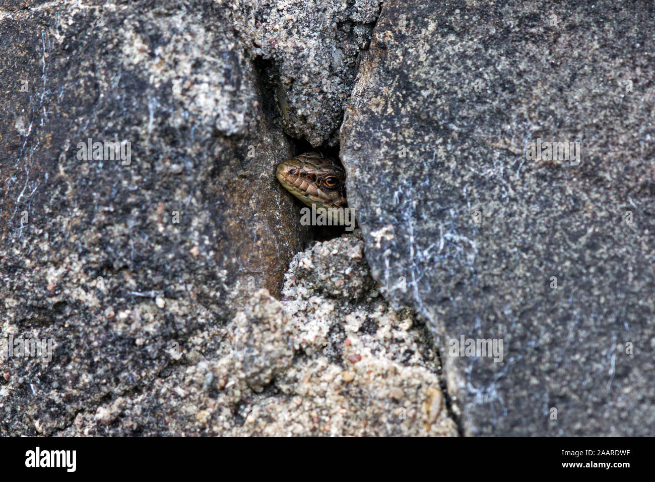 Mauereidechse (Podarcis muralis) Banque D'Images