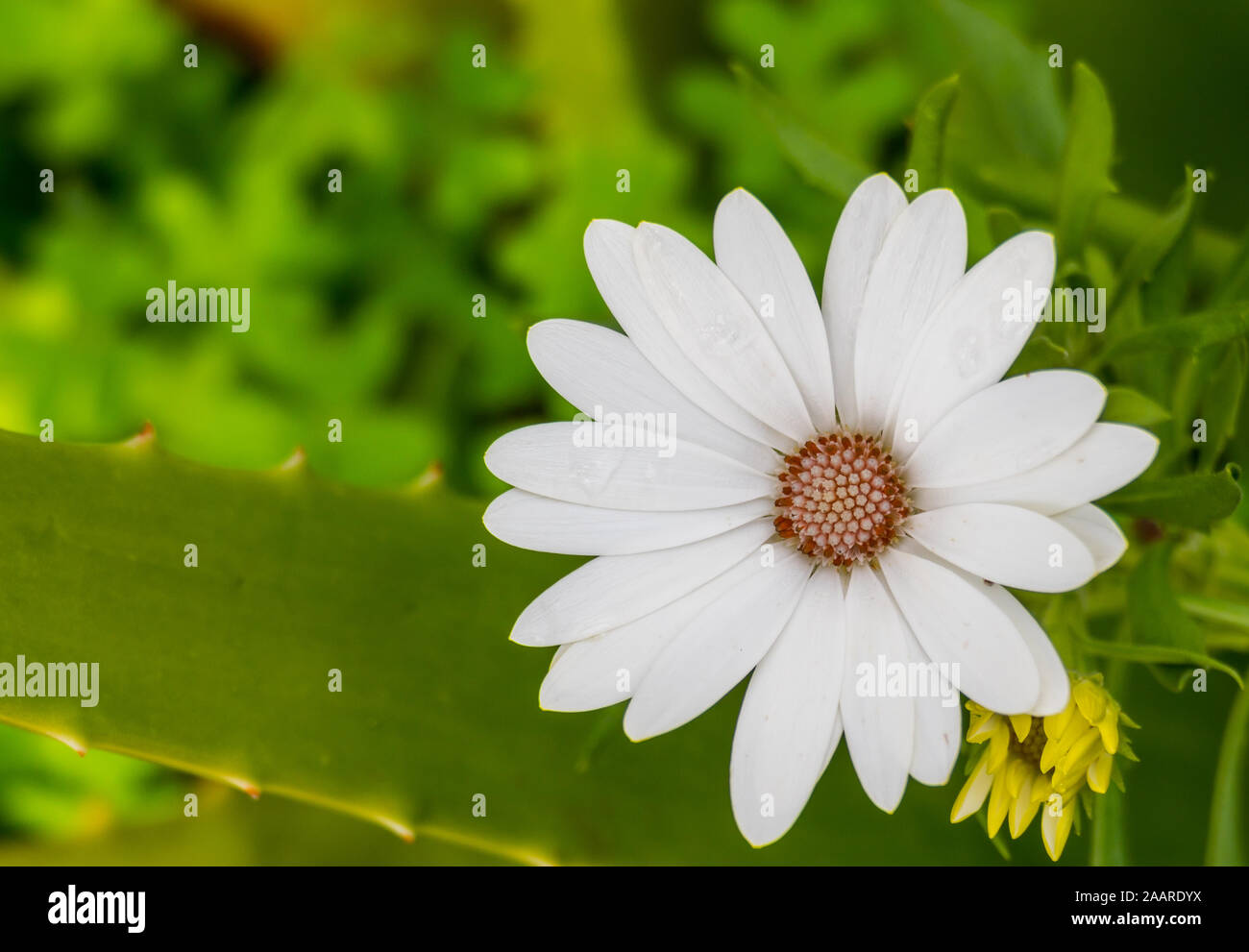 Fleur blanche avec des gouttes de pluie à l'extérieur en fleurs osteospermum Banque D'Images