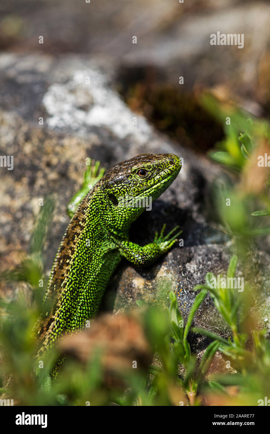 Zauneidechse (Lacerta agilis) Banque D'Images