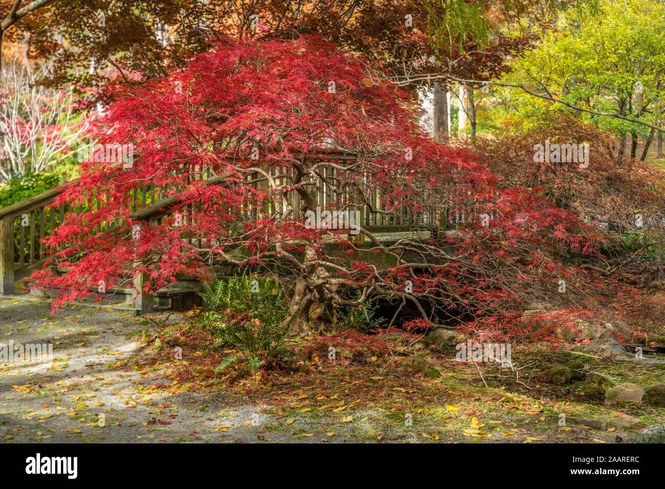 Un rouge vibrant petit arbre d'érable japonais en automne avec branches sinueuses avec d'autres arbres forestiers et d'un pont dans l'arrière-plan sur une journée ensoleillée à l'automne Banque D'Images