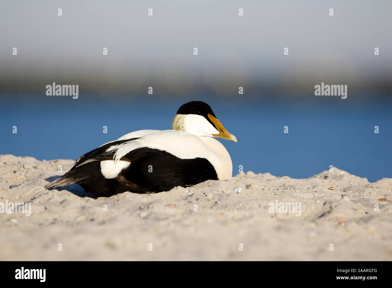 Eiderente (Somateria mollissima) Banque D'Images