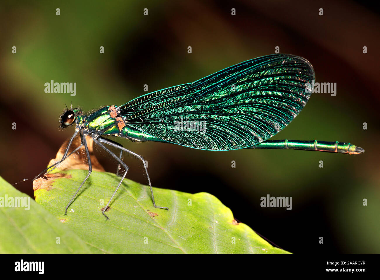 Blauflügelprachtlibelle der Männchen, Calopteryx virgo Banque D'Images