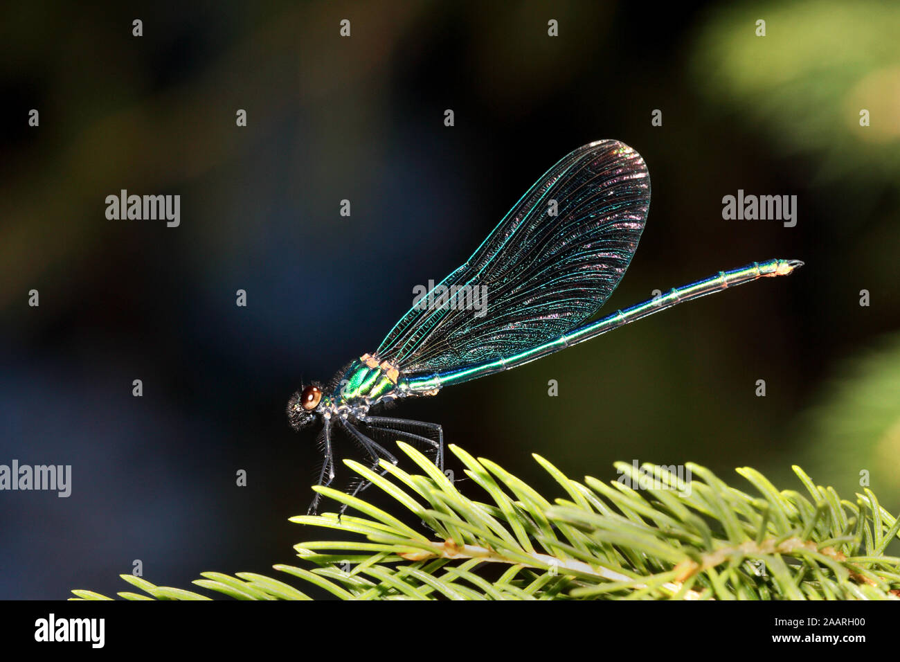 Blauflügelprachtlibelle der Männchen, Calopteryx virgo, Banque D'Images