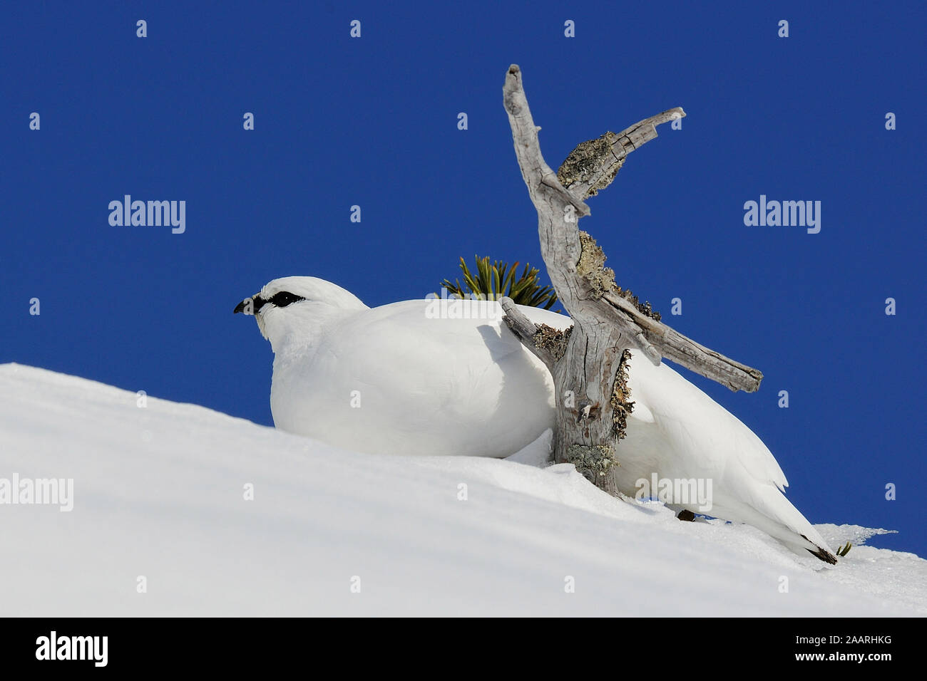 Im Alpenschneehuhn (Lagopus muta ; d'hiver) ; Banque D'Images