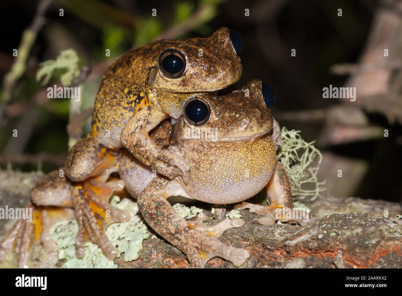 Peron's tree frogs en amplexus Banque D'Images