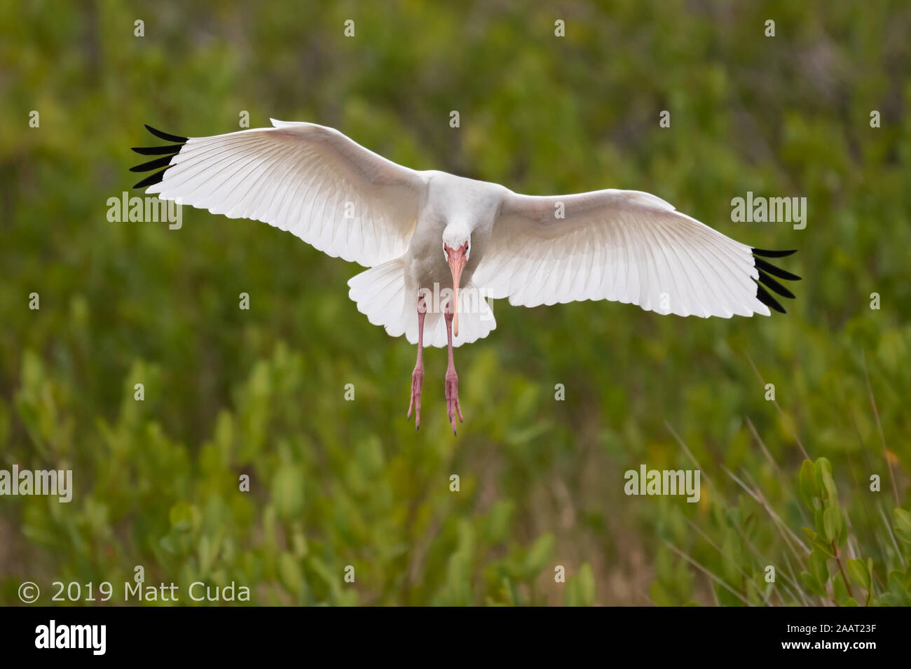 Un Ibis blanc venant pour l'atterrissage Banque D'Images