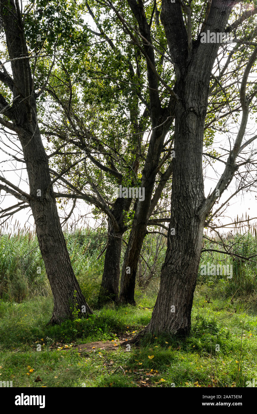 Quatre arbres peupliers sur l'herbe verte et des feuilles jaunes Banque D'Images