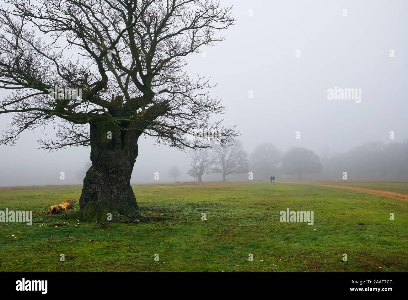 Un triste paysage brumeux, avec un vieux et arbre sec dans le premier plan et de personnes disparues dans le brouillard Banque D'Images