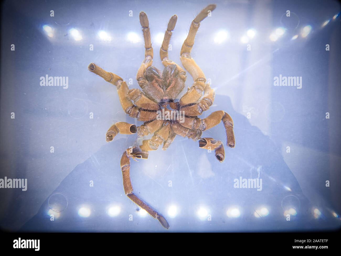 Mue araignee Banque de photographies et d’images à haute résolution - Alamy