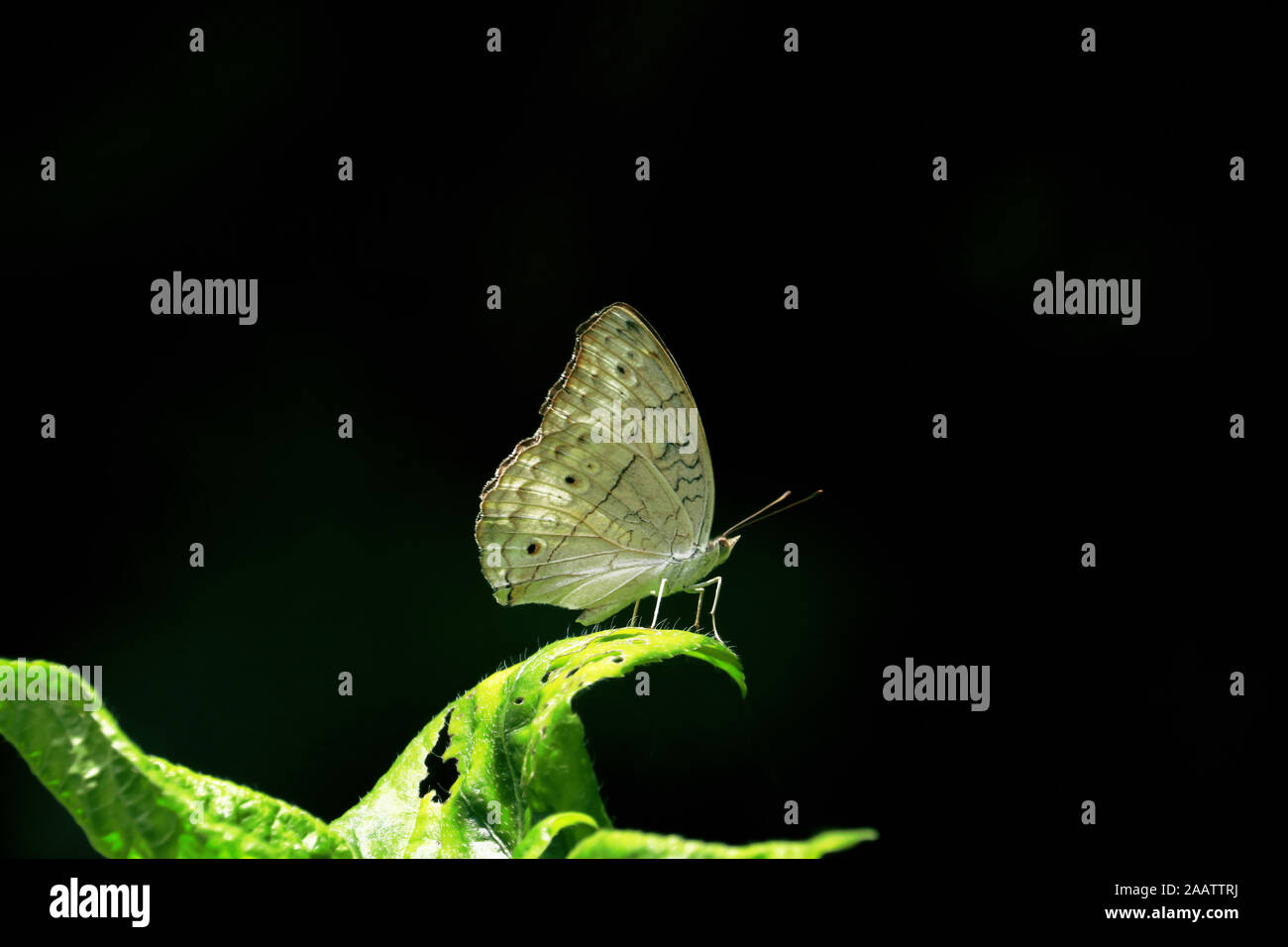 Beaux petits papillons assis sur une branche de bruyère dans une rosée du matin. Banque D'Images